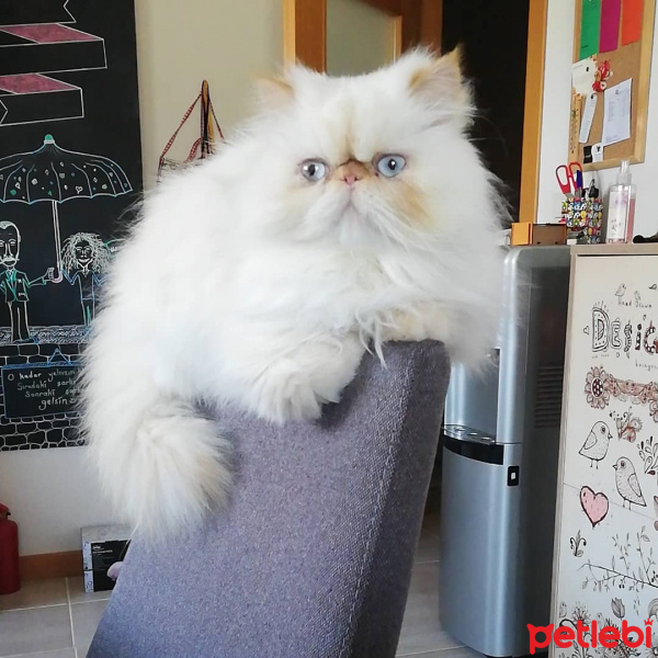 İran Kedisi (Persian), Kedi  Matilda fotoğrafı
