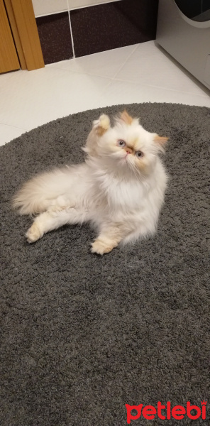 İran Kedisi (Persian), Kedi  Matilda fotoğrafı
