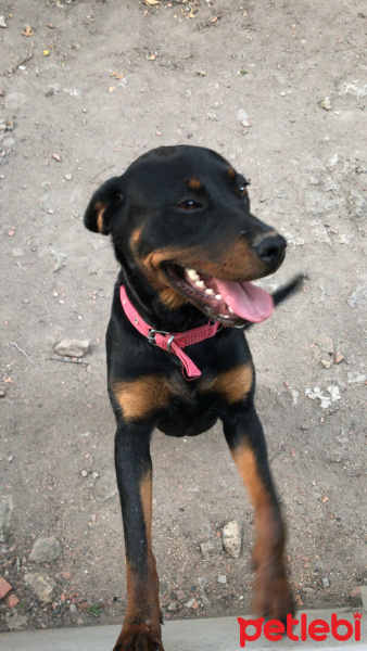 Rottweiler, Köpek  Rhea fotoğrafı