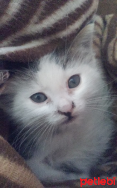 Tekir Kedi, Kedi  Gümüs fotoğrafı