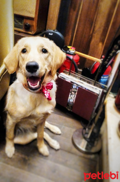 Golden Retriever, Köpek  Vega fotoğrafı