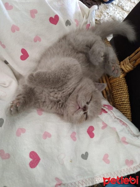 British Shorthair, Kedi  paşa fotoğrafı
