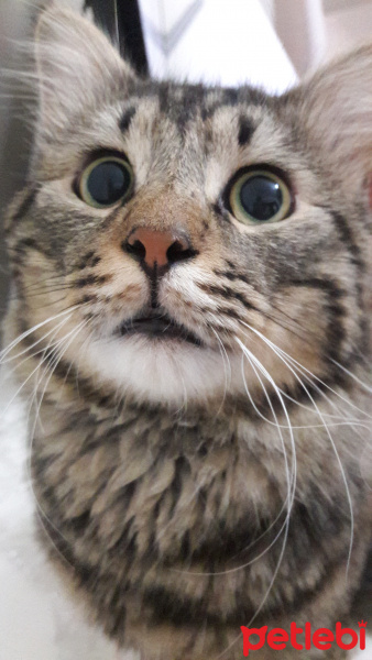Tekir Kedi, Kedi  Sedo fotoğrafı