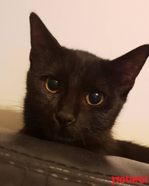 Bombay, Kedi  zeytin fotoğrafı