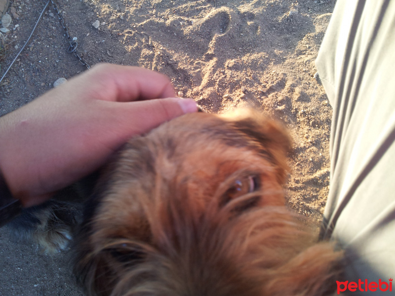 Yorkshire Terrier, Köpek  Çiko fotoğrafı
