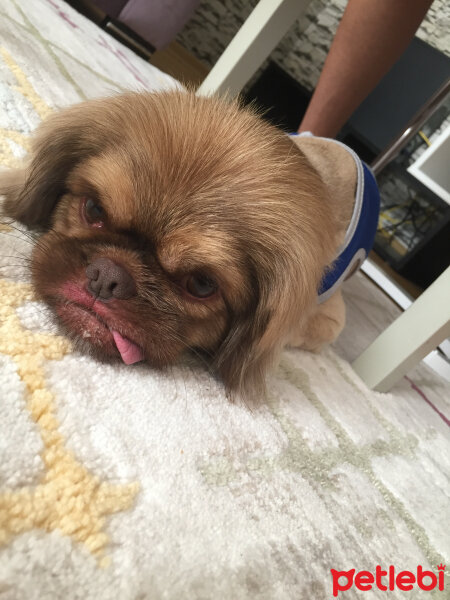 Pekingese, Köpek  Odie fotoğrafı