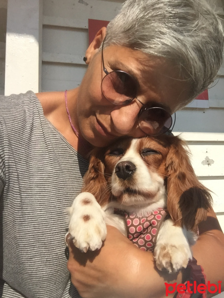 King Charles Spaniel, Köpek  Mila fotoğrafı