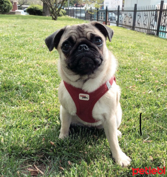 Pug, Köpek  Wesley fotoğrafı