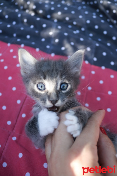 Tekir Kedi, Kedi  Isaac fotoğrafı