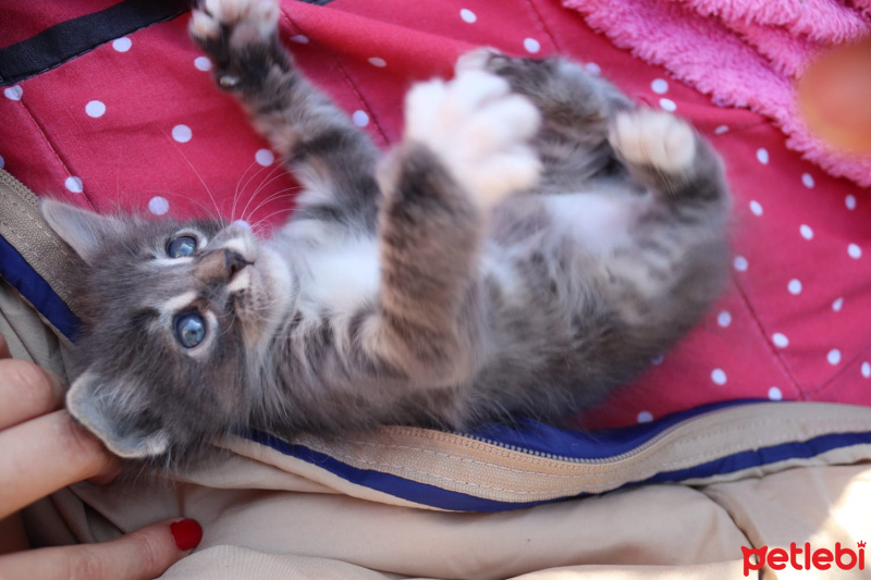 Tekir Kedi, Kedi  Isaac fotoğrafı