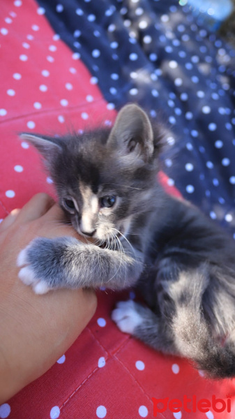 Tekir Kedi, Kedi  Isaac fotoğrafı
