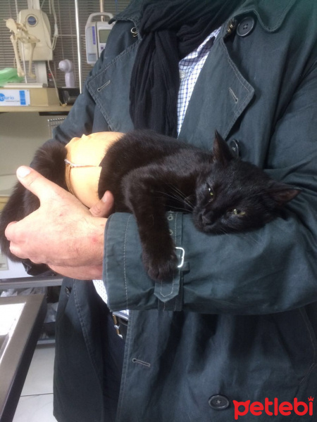 Tekir Kedi, Kedi  Karakız fotoğrafı