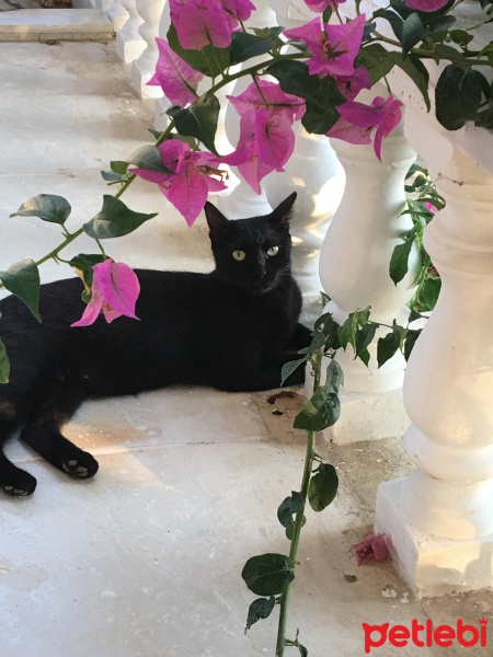 Tekir Kedi, Kedi  Karakız fotoğrafı