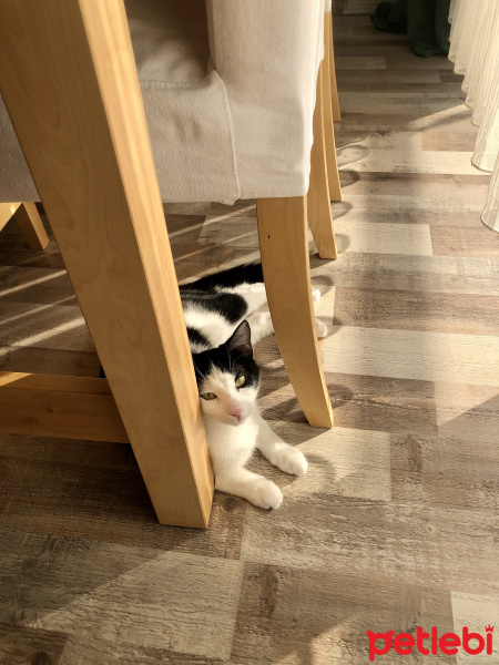 Tuxedo (Smokin) Kedi, Kedi  Piraye fotoğrafı