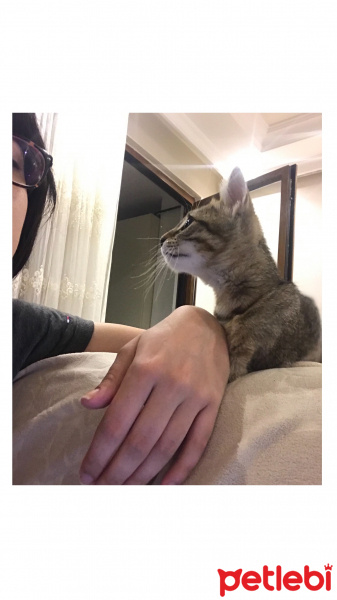 Tekir Kedi, Kedi  arisa fotoğrafı