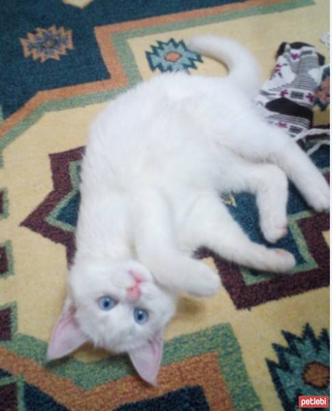 Ankara Kedisi, Kedi  Ponçik fotoğrafı