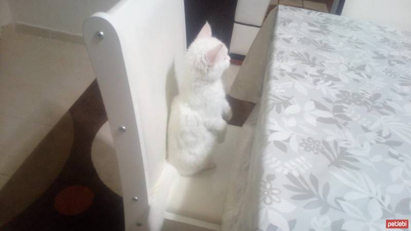 Ankara Kedisi, Kedi  Ponçik fotoğrafı