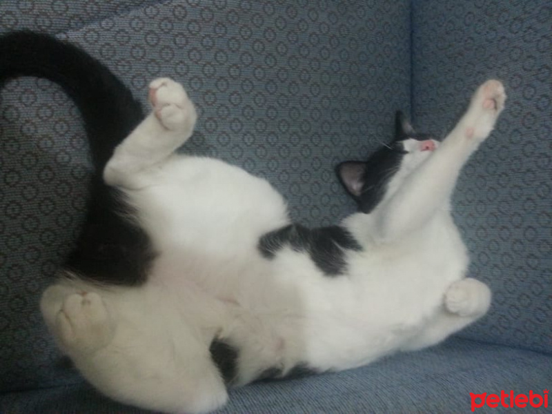 Tuxedo (Smokin) Kedi, Kedi  Nantin fotoğrafı