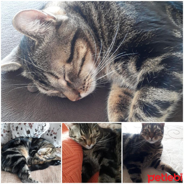 Tekir Kedi, Kedi  Mazlum fotoğrafı