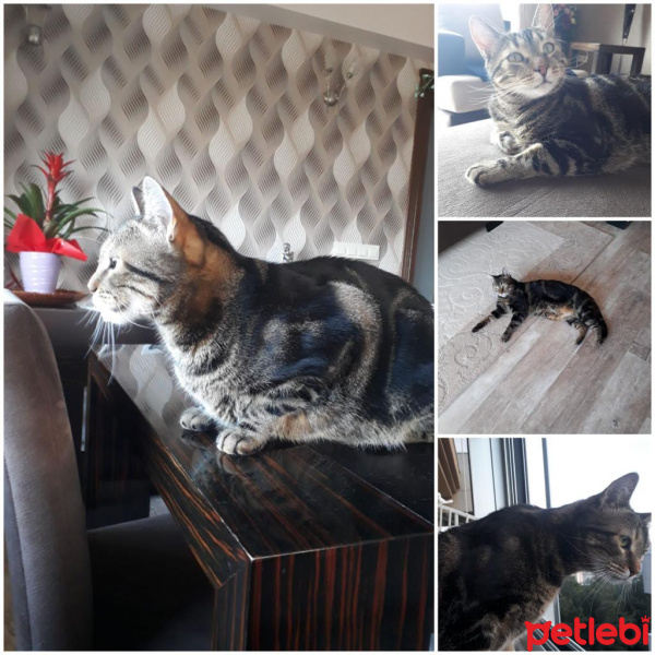 Tekir Kedi, Kedi  Mazlum fotoğrafı