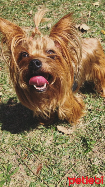 Yorkshire Terrier, Köpek  MİA fotoğrafı