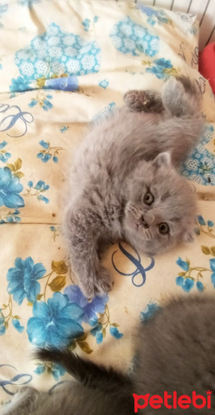 Scottish Fold, Kedi  Maşa fotoğrafı