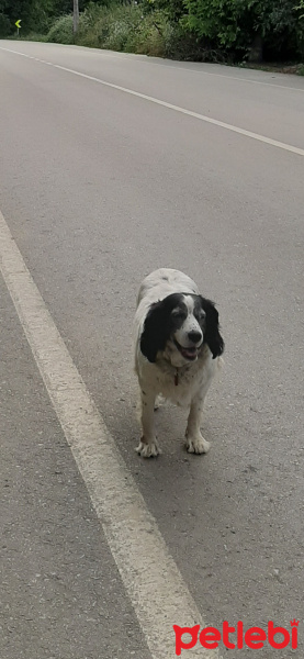 İngiliz Setter, Köpek  Beyaz fotoğrafı