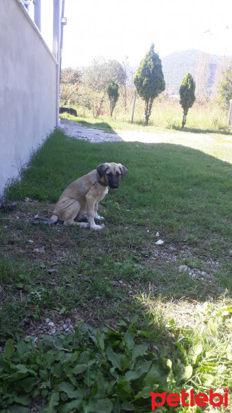 Kangal, Köpek  şila fotoğrafı