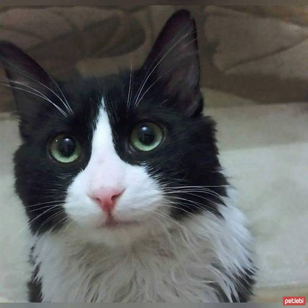 Tuxedo (Smokin) Kedi, Kedi  Asil fotoğrafı