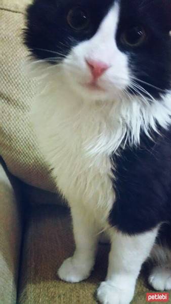 Tuxedo (Smokin) Kedi, Kedi  Asil fotoğrafı