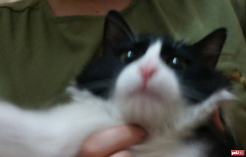 Tuxedo (Smokin) Kedi, Kedi  Asil fotoğrafı