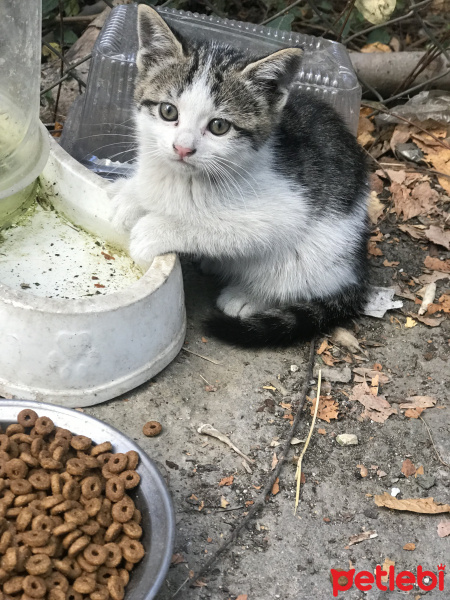 Tekir Kedi, Kedi  Yavru1 fotoğrafı