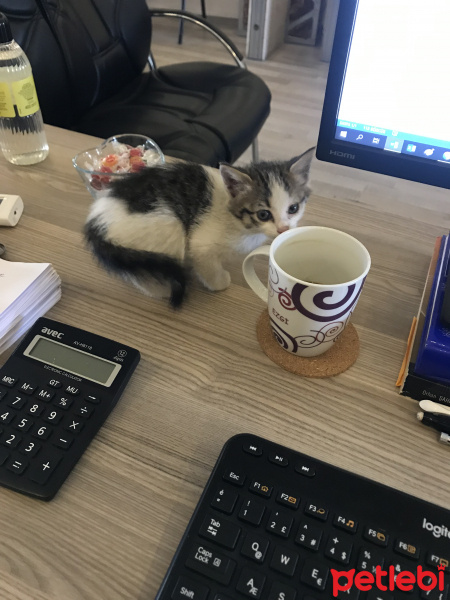 Tekir Kedi, Kedi  Yavru1 fotoğrafı