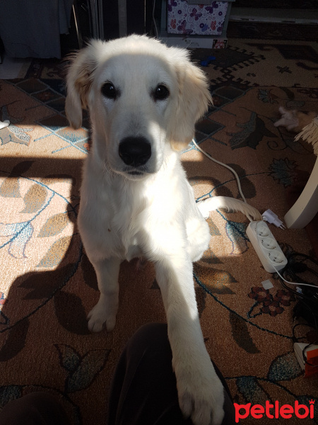 Golden Retriever, Köpek  venüs fotoğrafı
