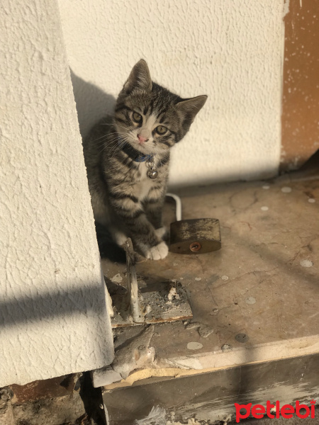 Tekir Kedi, Kedi  Yavru 2 fotoğrafı