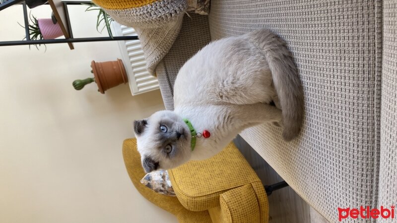 Scottish Fold, Kedi  Sütlaç fotoğrafı