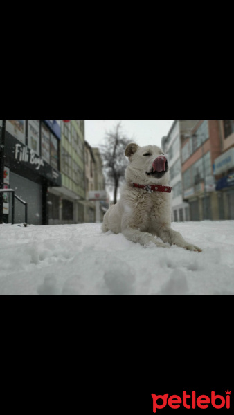 Akbaş, Köpek  Berry fotoğrafı