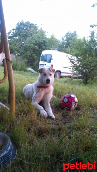 Akbaş, Köpek  Berry fotoğrafı