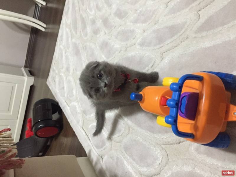 Scottish Fold, Kedi  Ceviz fotoğrafı