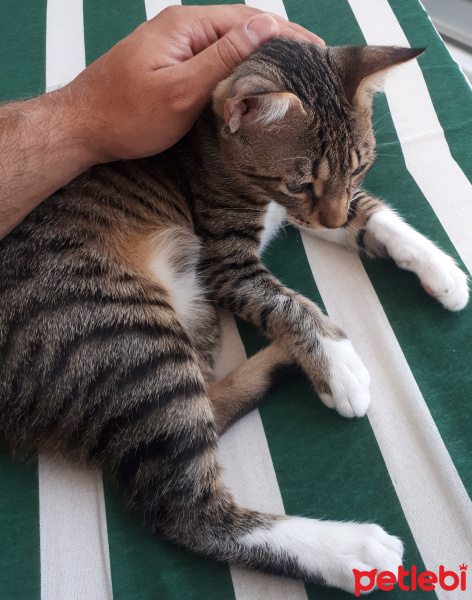 Tekir Kedi, Kedi  Pertev fotoğrafı