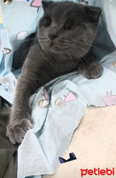 Scottish Fold, Kedi  Lodos fotoğrafı