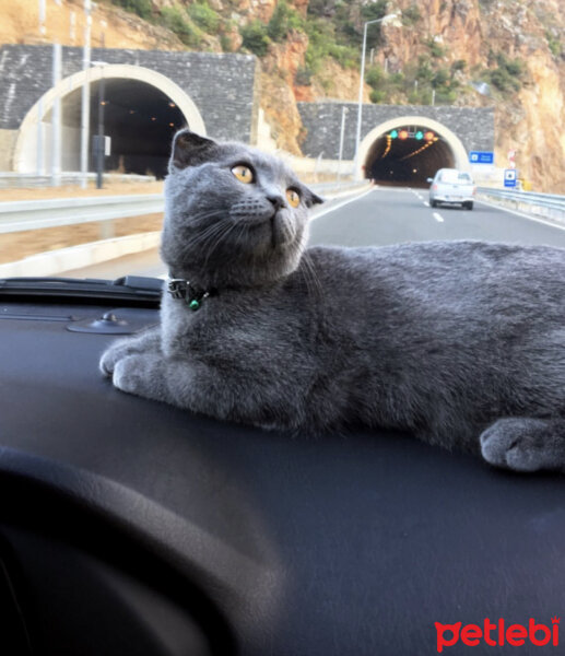 Scottish Fold, Kedi  Lodos fotoğrafı