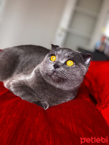 Scottish Fold, Kedi  Lodos fotoğrafı