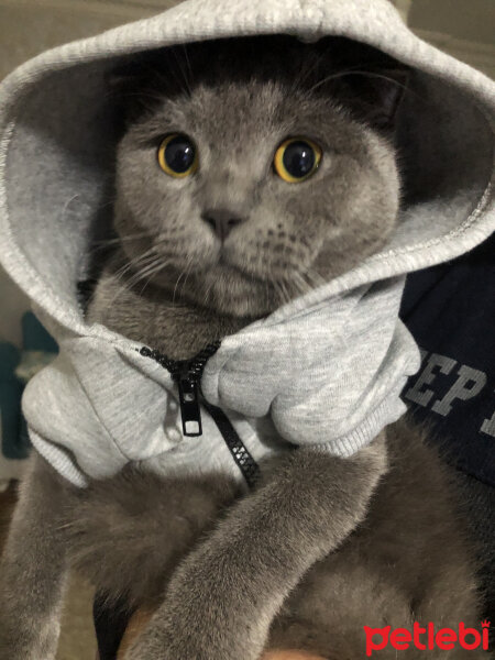 Scottish Fold, Kedi  Lodos fotoğrafı