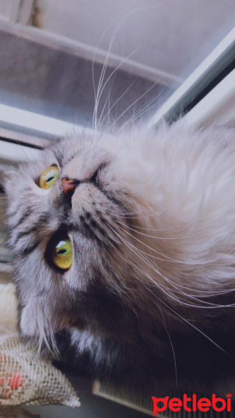 Scottish Fold, Kedi  Venüs fotoğrafı