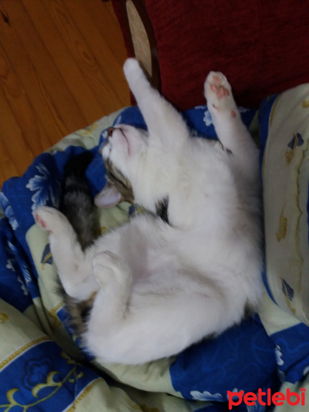 Tekir Kedi, Kedi  Mavk fotoğrafı