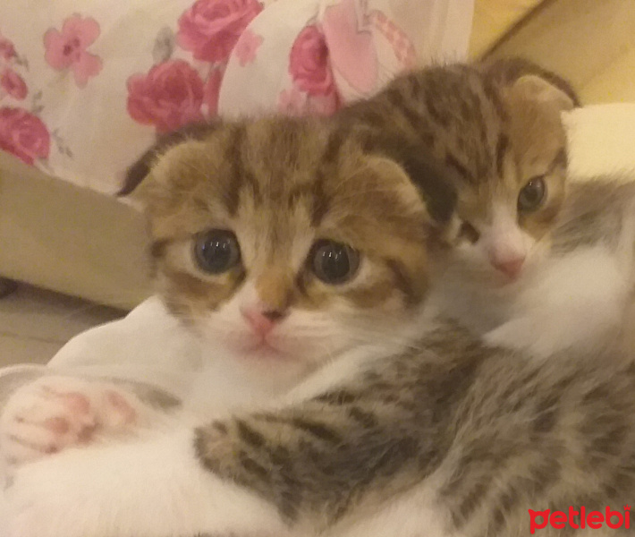 Chinchilla, Kedi  Leo fotoğrafı