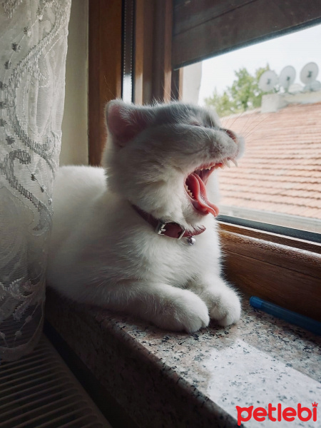 Scottish Fold, Kedi  Aura fotoğrafı