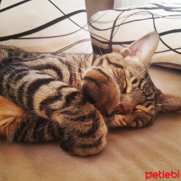 Tekir Kedi, Kedi  Zeytin fotoğrafı