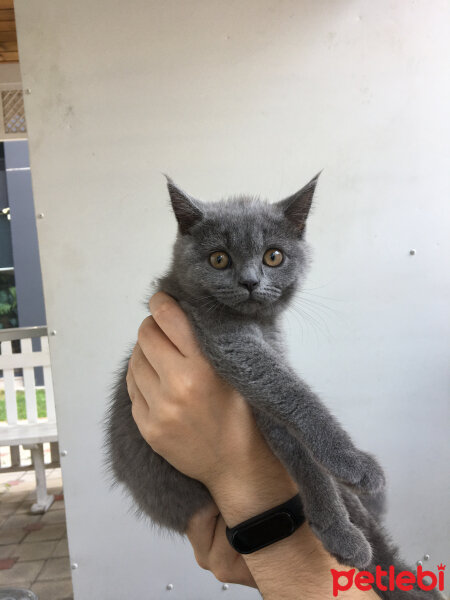 Chinchilla, Kedi  Luna fotoğrafı